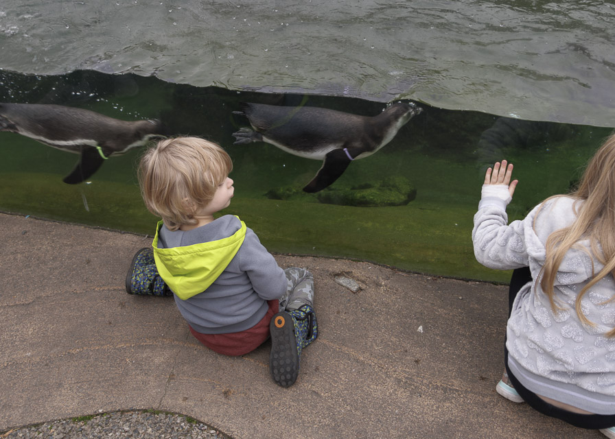Woodland Park Zoo — photo 6